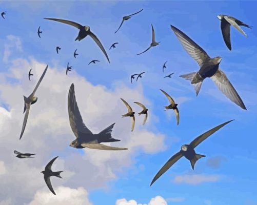 Flying Swifts Paint By Numbers