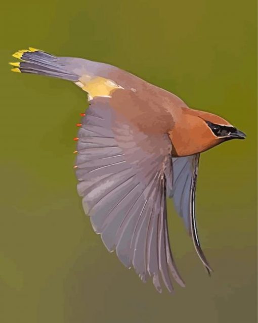 Flying Cedar Waxwing Paint By Numbers