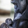 Gorilla Mother And Her Baby Paint By Numbers