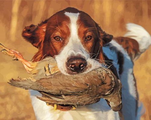 Irish Red White Setter Hunter Paint By Numbers