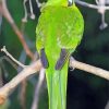 Kakariki Bird On Stick Paint By Numbers