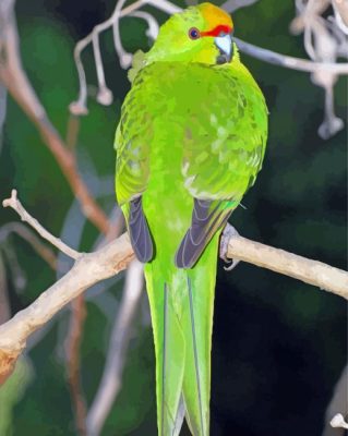 Kakariki Bird On Stick Paint By Numbers