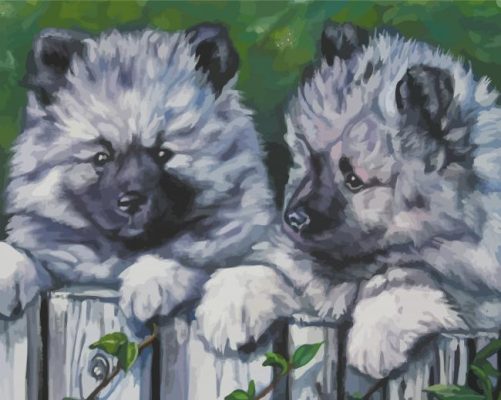 Keeshond Dogs Paint By Numbers