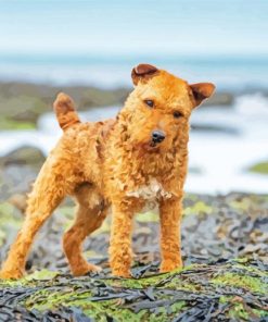 Lakeland Terrier Dog Paint By Numbers
