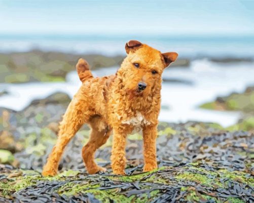 Lakeland Terrier Dog Paint By Numbers