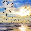 Ocean Birds Flying Paint By Numbers