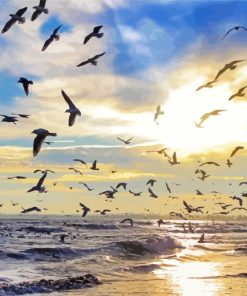 Ocean Birds Flying Paint By Numbers