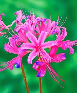 Pink Spider Lilies Plants Paint By Numbers