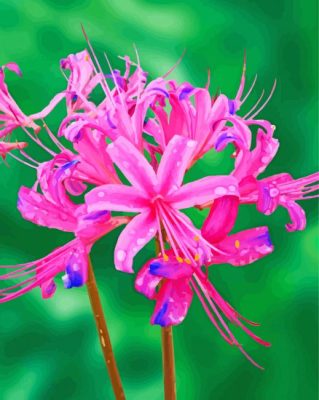 Pink Spider Lilies Plants Paint By Numbers