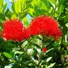 Pohutukawa Tree Flower Paint By Numbers