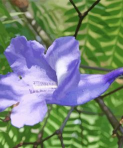 Purple Jacaranda Flower Paint By Numbers