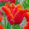 Red Orange Parrot Tulip Paint By Numbers