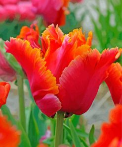 Red Orange Parrot Tulip Paint By Numbers