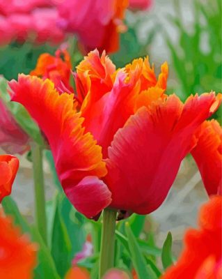 Red Orange Parrot Tulip Paint By Numbers