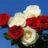Red And White Roses Paint By Numbers