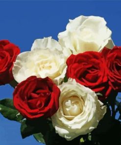 Red And White Roses Paint By Numbers