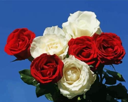 Red And White Roses Paint By Numbers