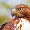 Red Tailed Hawk Paint By Numbers