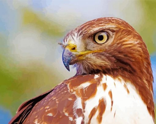 Red Tailed Hawk Paint By Numbers