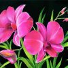 Royal Pink Orchids Paint By Numbers