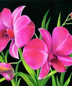 Royal Pink Orchids Paint By Numbers