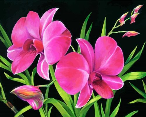 Royal Pink Orchids Paint By Numbers