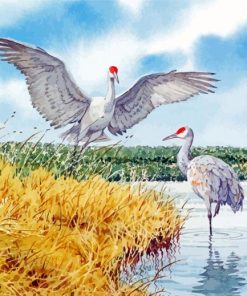 Sandhill Cranes Birds Paint By Numbers