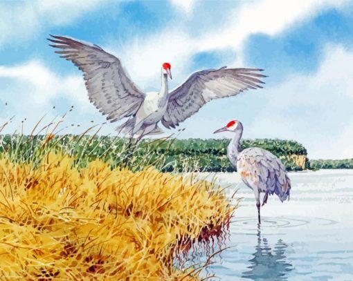 Sandhill Cranes Birds Paint By Numbers