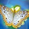 Schmetterling Butterfly Paint By Numbers
