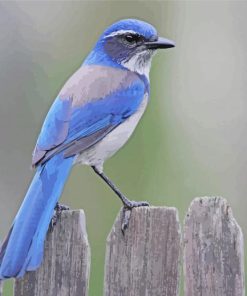Scrub Jay Bird Paint By Numbers