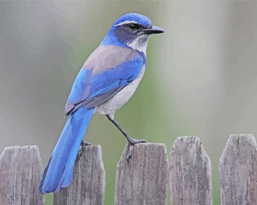 Scrub Jay Bird Paint By Numbers