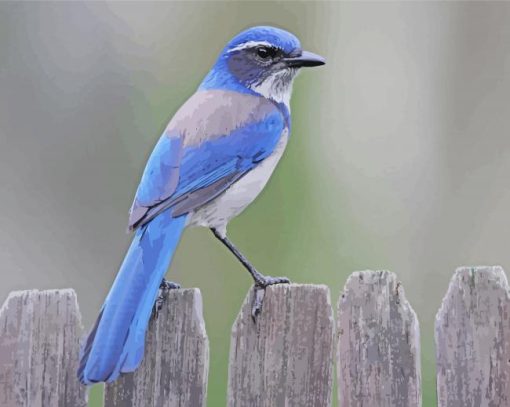 Scrub Jay Bird Paint By Numbers