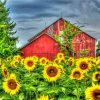 Sunflowers Field And Barn Paint By Numbers