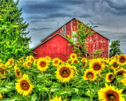 Sunflowers Field And Barn Paint By Numbers