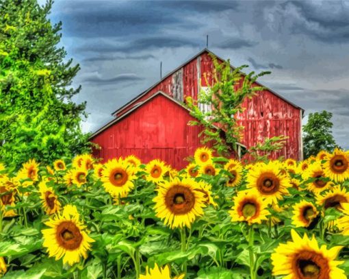 Sunflowers Field And Barn Paint By Numbers