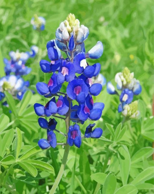 Texas Bluebonnet Paint By Numbers