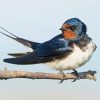 The Barn Swallow Bird Paint By Numbers