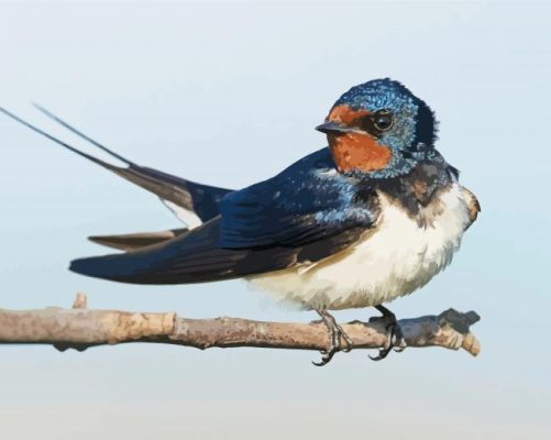 The Barn Swallow Bird Paint By Numbers