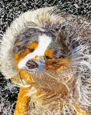 Wet Dog Shaking Paint By Numbers