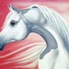 White Arabian Horse Paint By Numbers