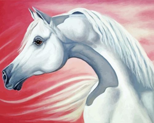 White Arabian Horse Paint By Numbers