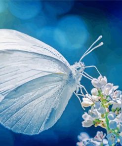 White Butterfly Insect Paint By Numbers
