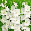 White Gladioli Paint By Numbers
