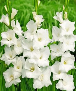White Gladioli Paint By Numbers