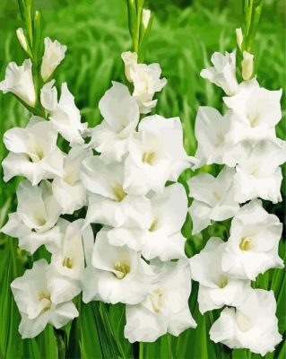 White Gladioli Paint By Numbers