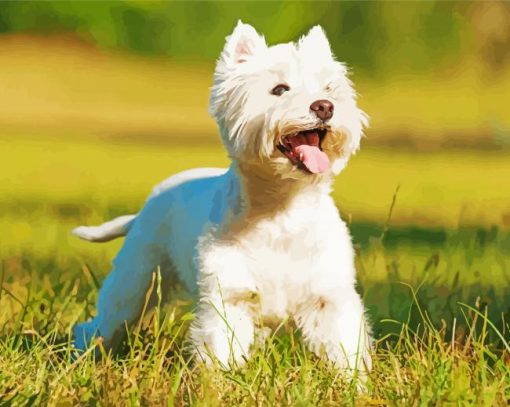 White Scottish Highland Terrier Paint By Numbers