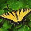 Yellow Monarch Butterfly Paint By Numbers