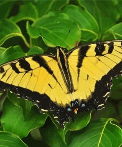 Yellow Monarch Butterfly Paint By Numbers