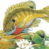 Aesthetic Bluegill Fish Paint By Numbers