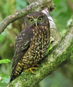 Aesthetic Morepork Paint By Numbers
